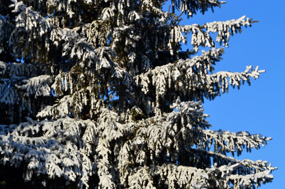 Winter blue sky cold