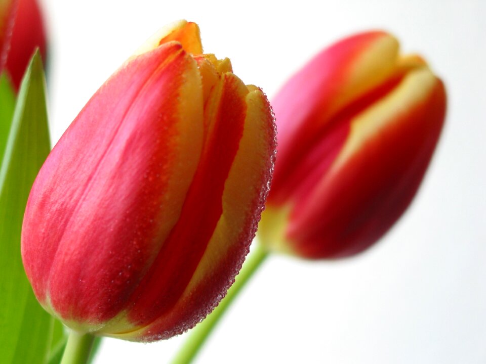 Flower spring
