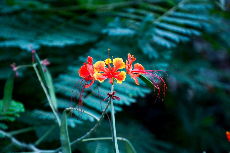 Flowers in full bloom flora