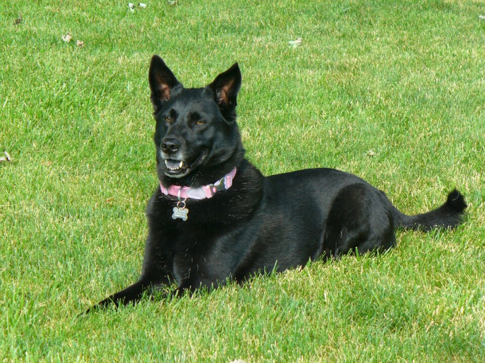 Black tongue canine