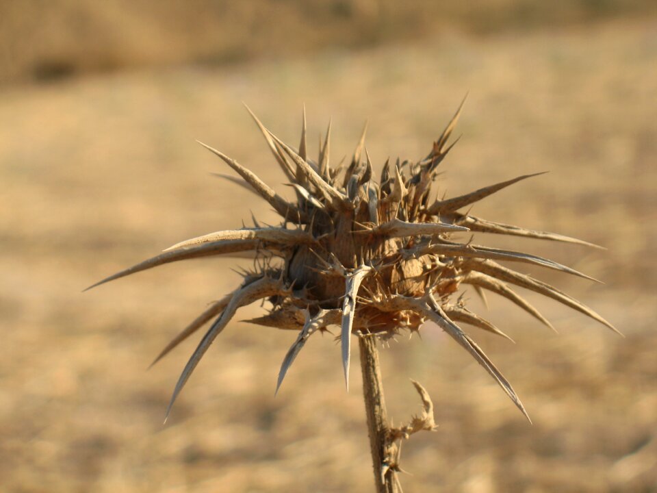 Nature wild sharp