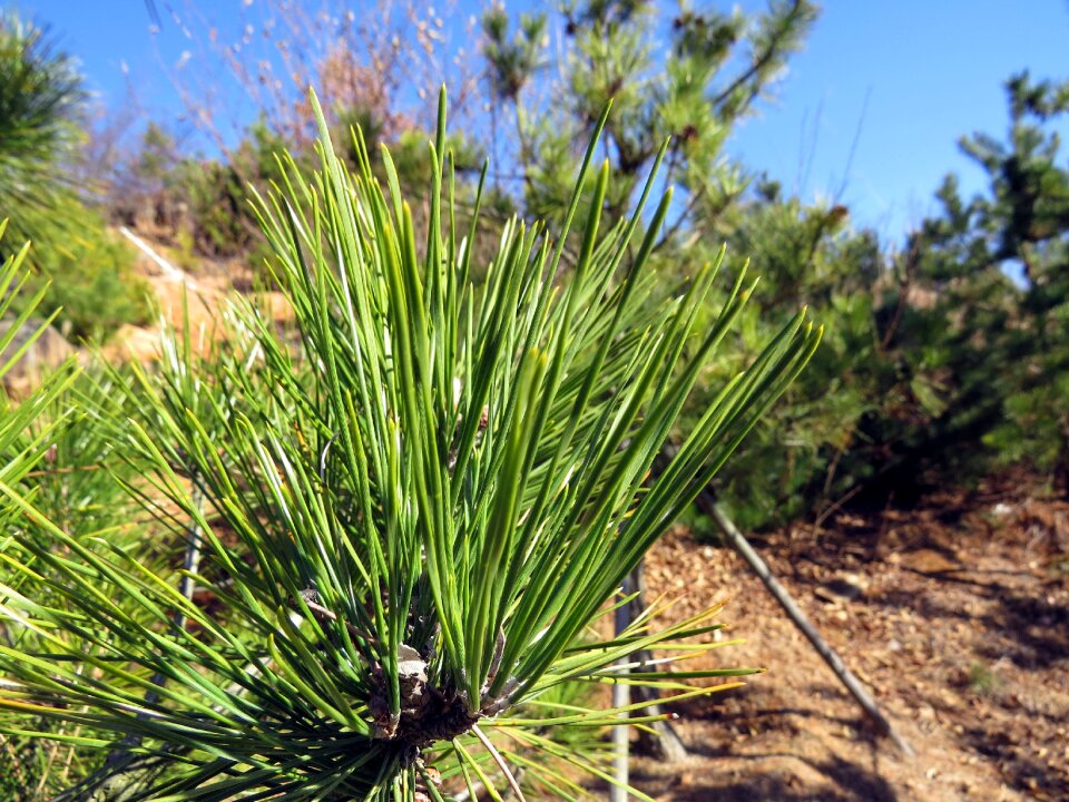 Plants nature wood