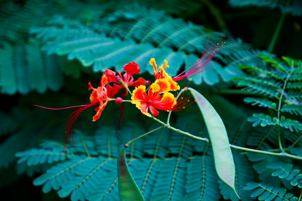 Flowers in full bloom flora
