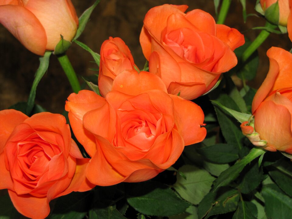Red roses bunch bay