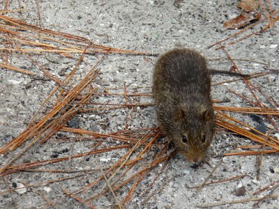 Nager rodent pest photo
