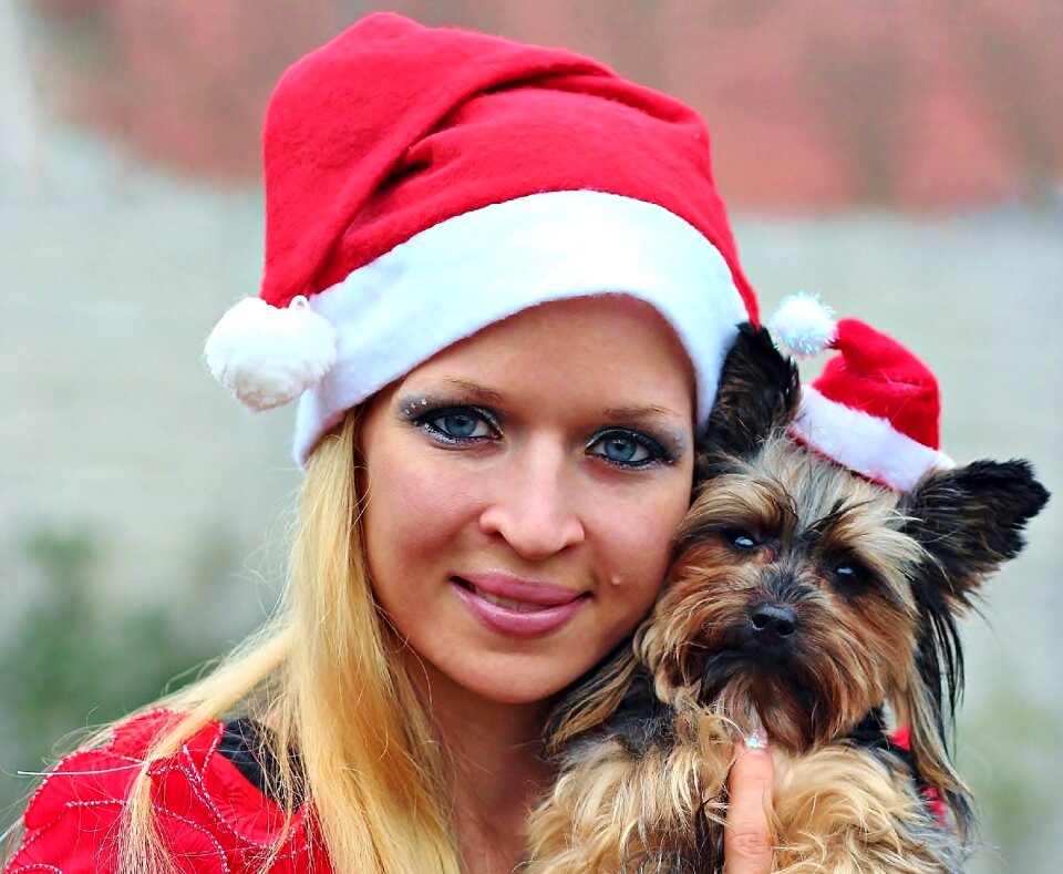 Portrait yorkshire terrier christmas