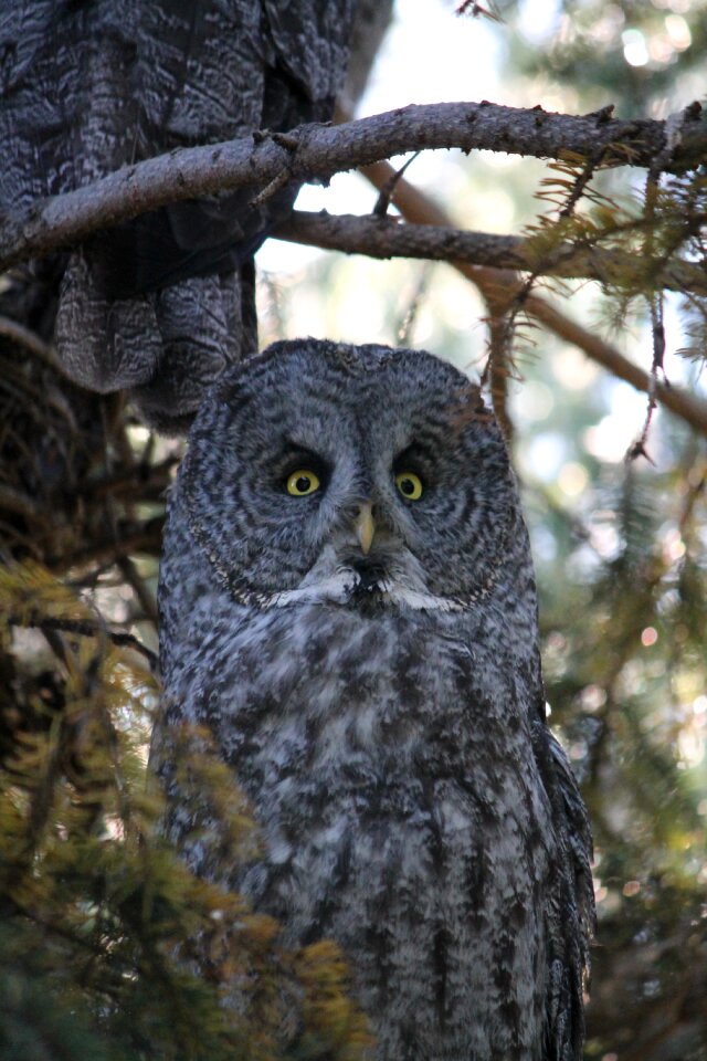 Spectral owl lapland owl spruce owl