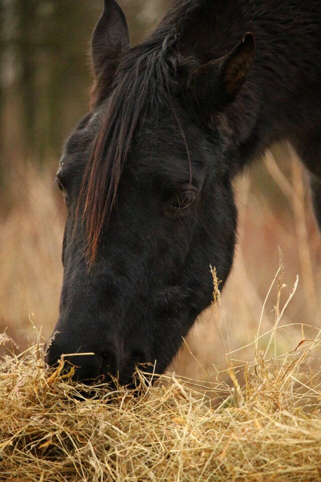Thoroughbred arabian horse head pasture