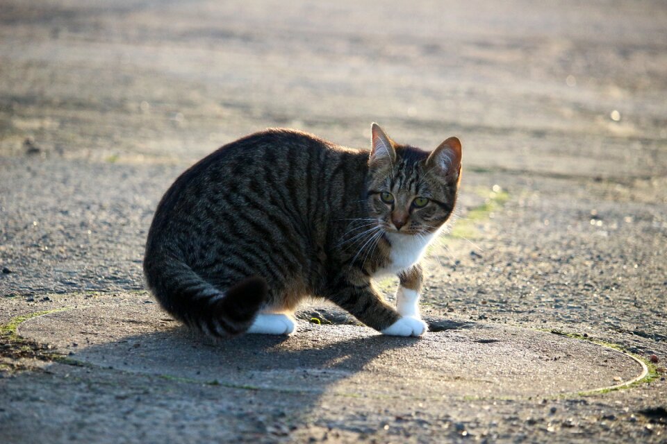 Mackerel young cat domestic cat