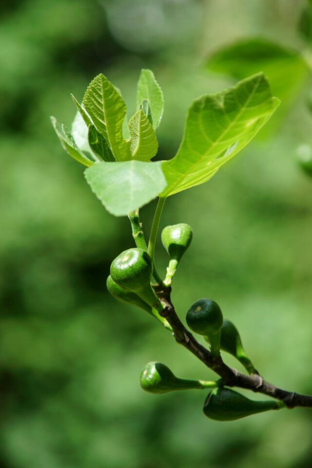 Green leaves fig fruit