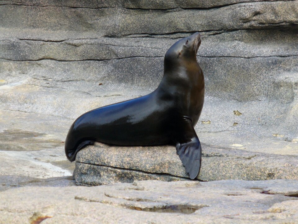 Sea lion animal photo