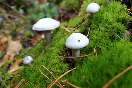 Moss white grass