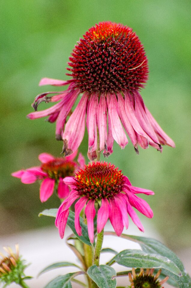 Green petals garden