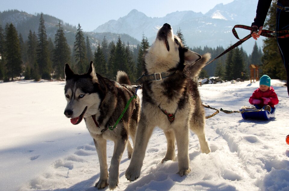 Husky sled dogs adamczak