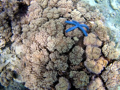 Star blue bali