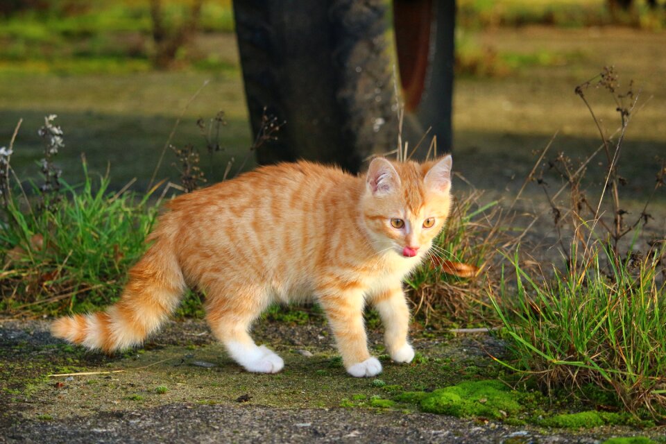 Cat baby young cat red cat