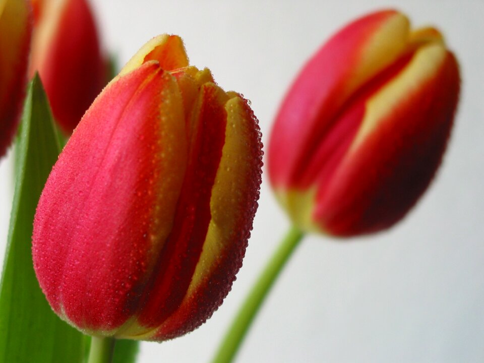 Colorful spring flower red