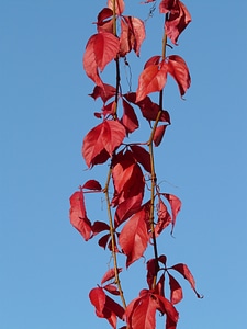 Leaves red autumn photo