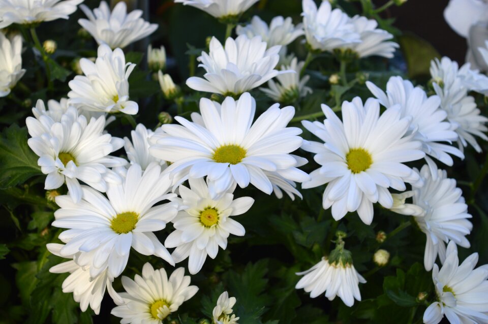 Garden plant nature