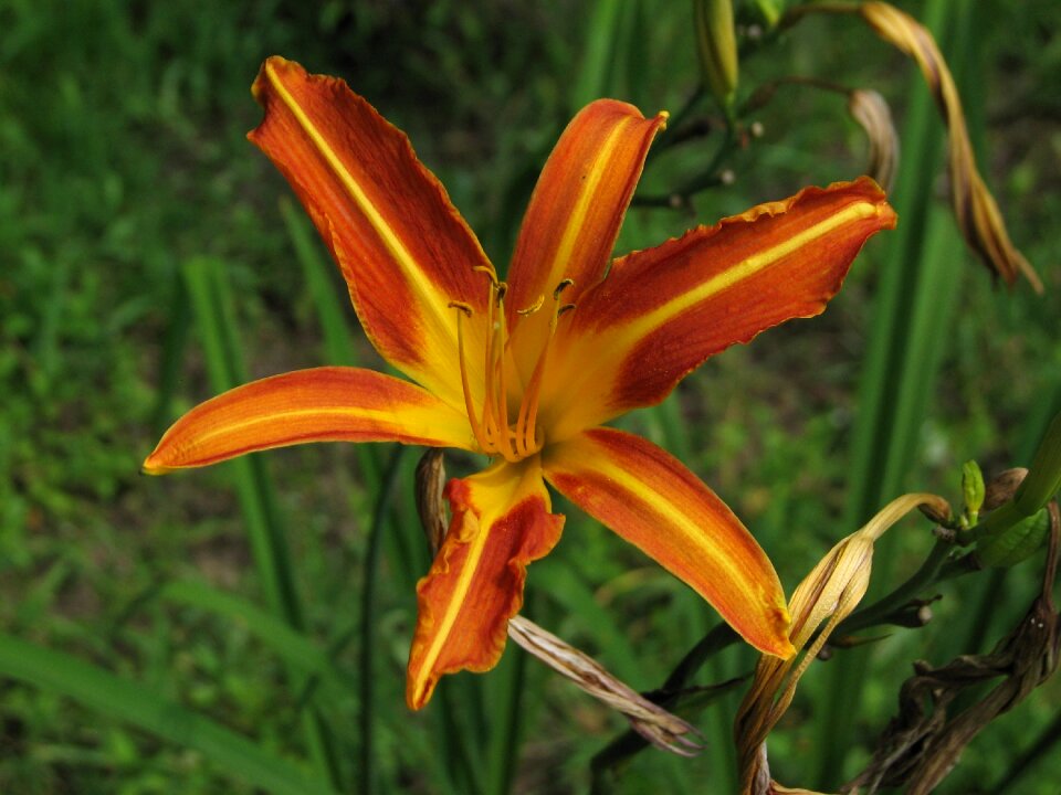 Orange flower orange flower