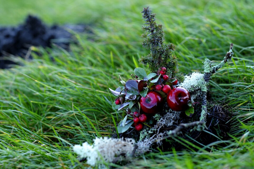 Celebrations spruce beautiful