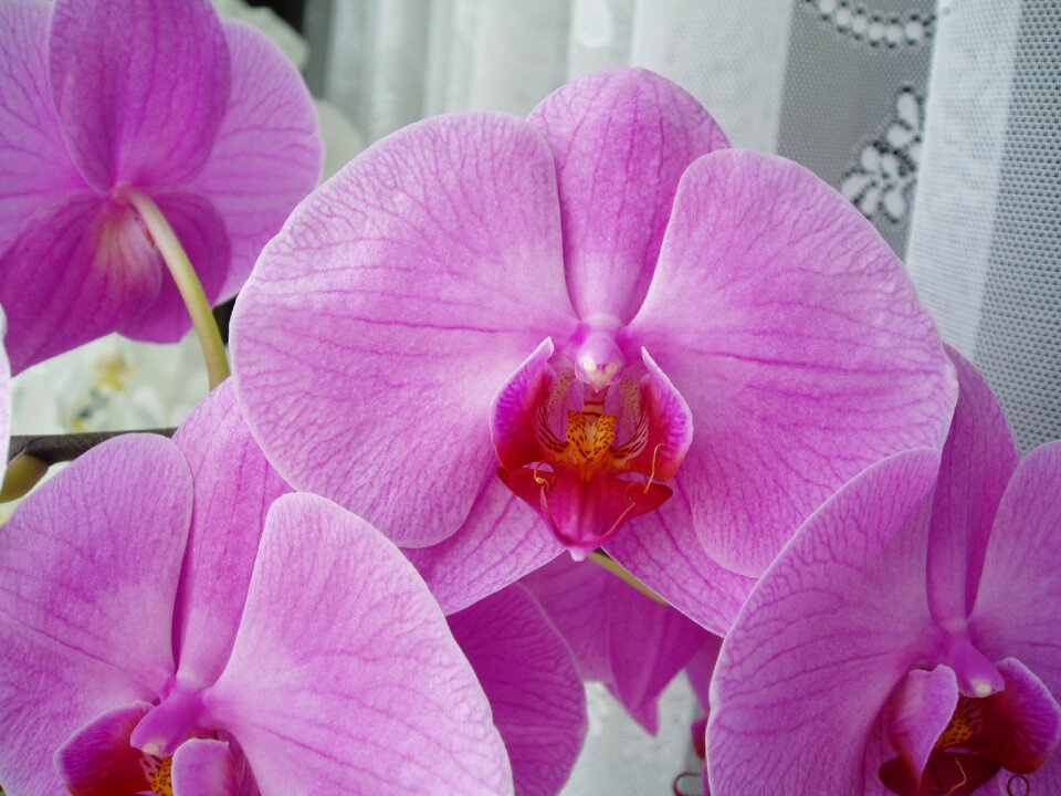 Flowers orchid blooming