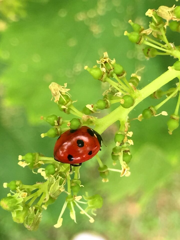 Ladybug insect brine fly