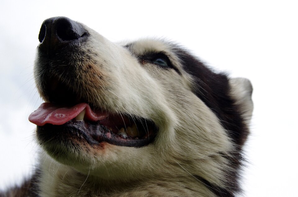 Husky sled dogs adamczak