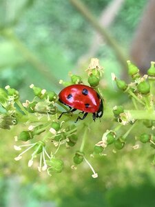 Ladybug branch flower