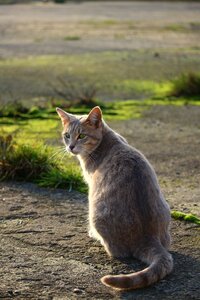 Grass mieze kitten
