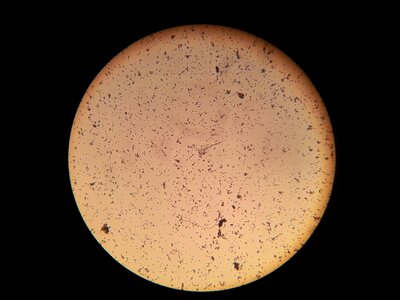 Bacteria microscope microscopic image