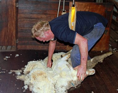Shear agriculture livestock