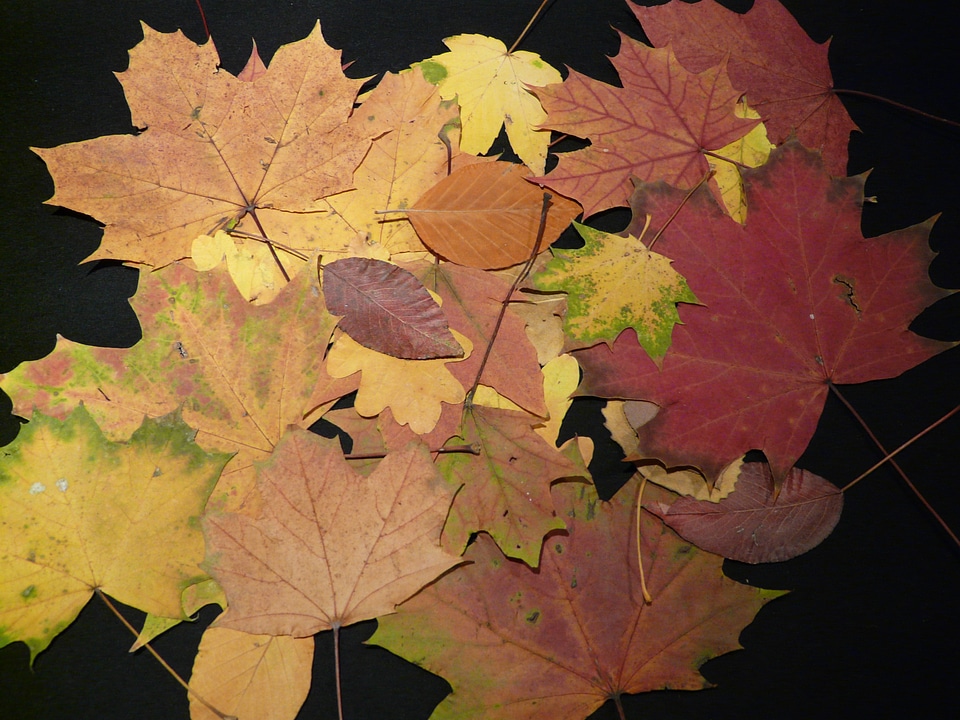 Press sheets leaves autumn colours