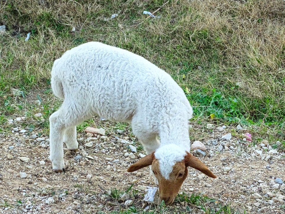 Animal breeding nature