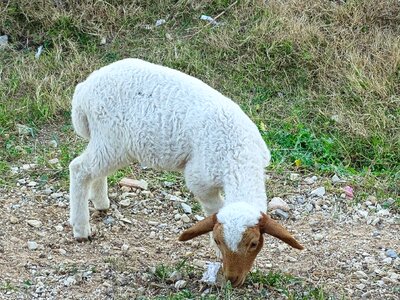 Animal breeding nature