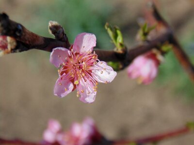 Casey tree plant photo