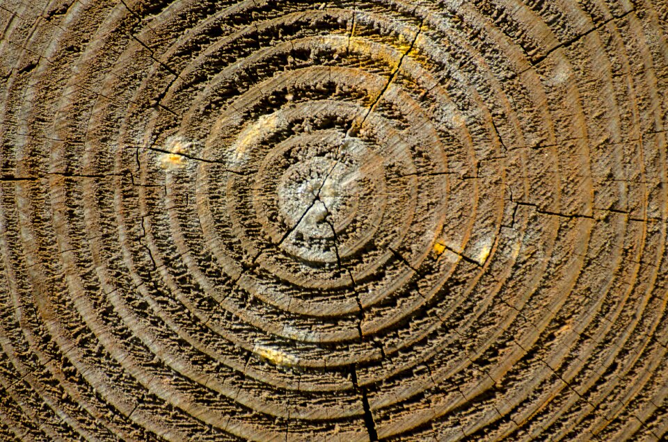 Wood texture wooden timber