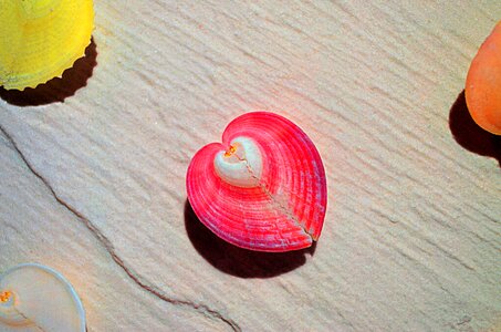 Colorful lovely little