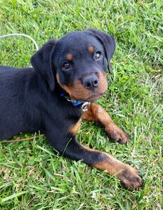 Pet animal baby photo