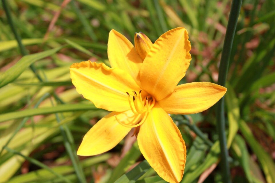 Flower summer in the summer of