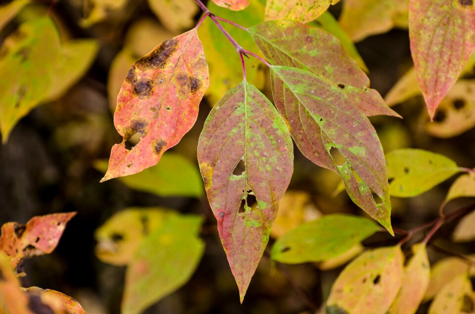 Fall autumn green