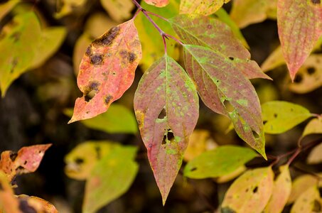 Fall autumn green photo