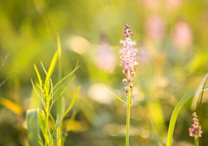 Flower grass romantic photo