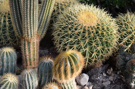 Desert botany garden