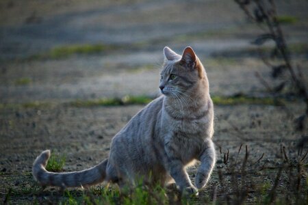 Mieze tiger cat kitten photo