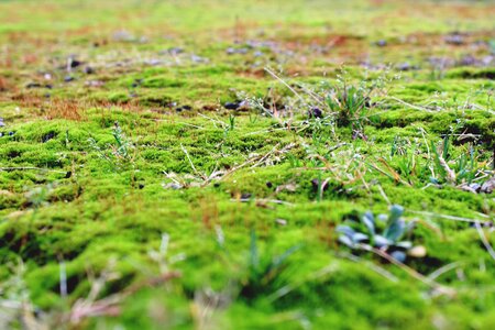 Green nature autumn photo