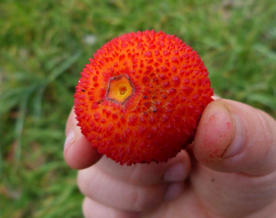 Child labor winter forest fruits