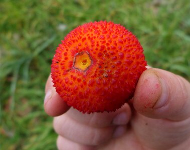 Child labor winter forest fruits photo