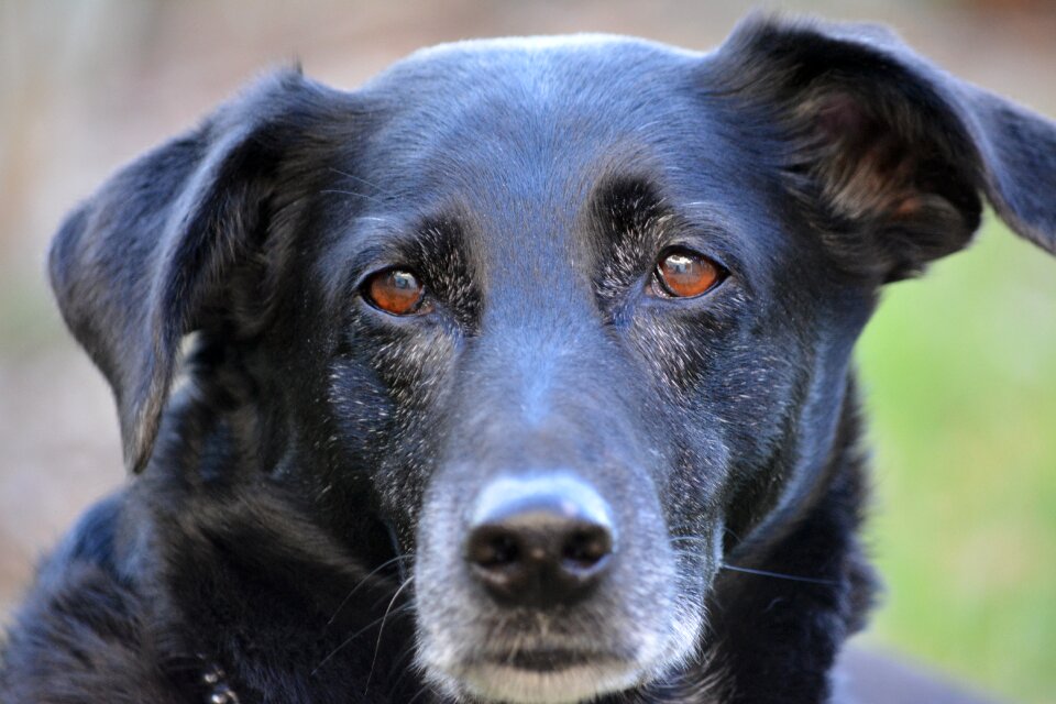 Pet hybrid dog head