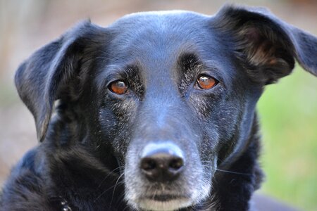 Pet hybrid dog head photo